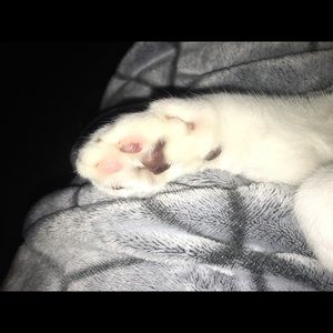 Meet your Posher, Samuel